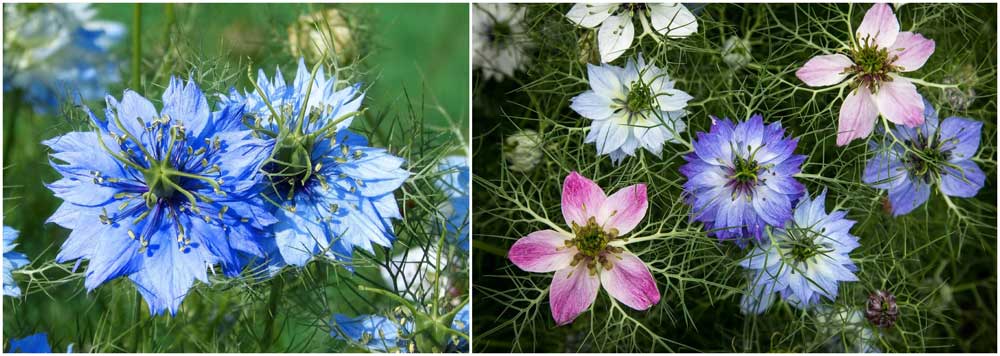 Romantic Flower of the Month: Nigella